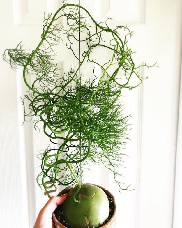 太空|来自“外太空”的多肉植物,估计你一个都不认识