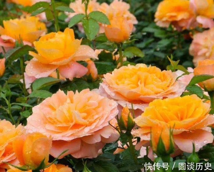 花期|4种花界中的女神花,养护容易,开花美丽,花期超长