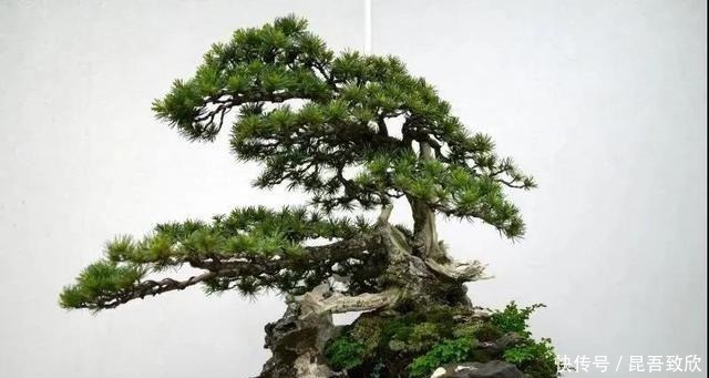 技巧|五针松盆景的6点养护技巧解析,知道了,养护五针松再也不发愁