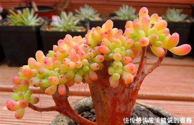 叶片|乙女心是多肉界的“奇葩”,养护方法与众不同,美起来玫瑰都失色!