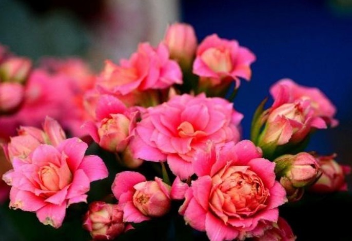 长寿花开花少教你3个“小妙招”，年年开花爆盆，养成“老桩”