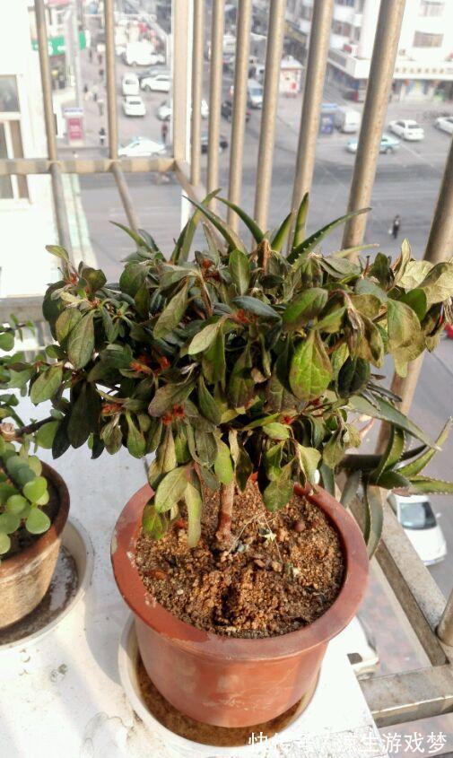 新买的杜鹃，记住4点，不黄叶不落叶，盆盆都能开爆