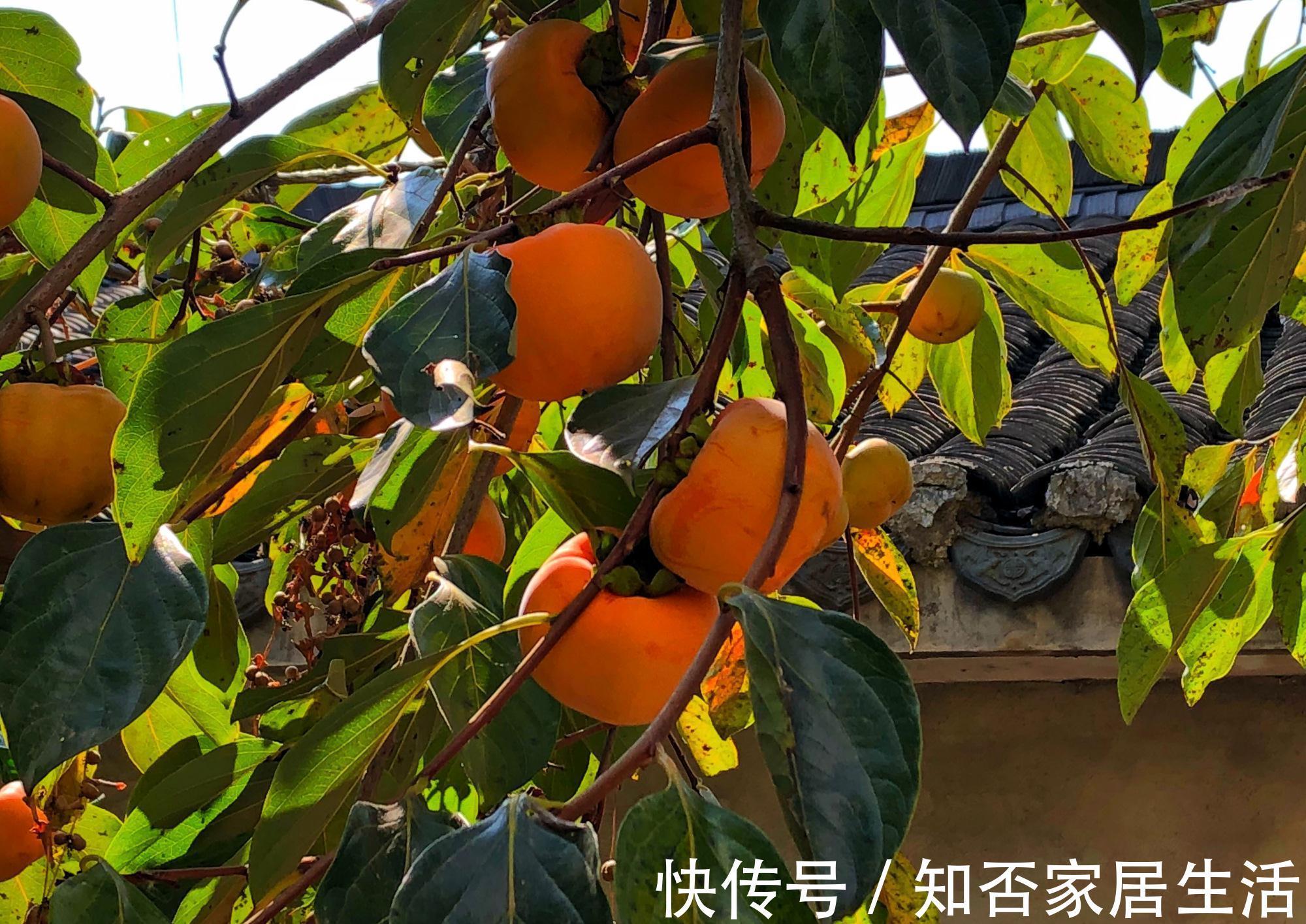 3种“养人树”,漂亮有香味,能吃能观赏,建议至少养一种