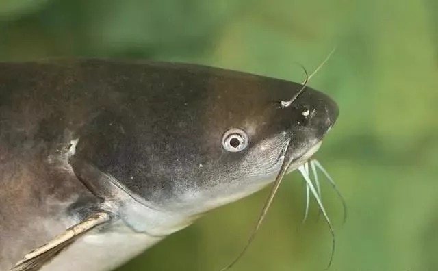 鲶鱼的三种垂钓方法,真饵假饵都可作钓,尤其是假饵效果更好