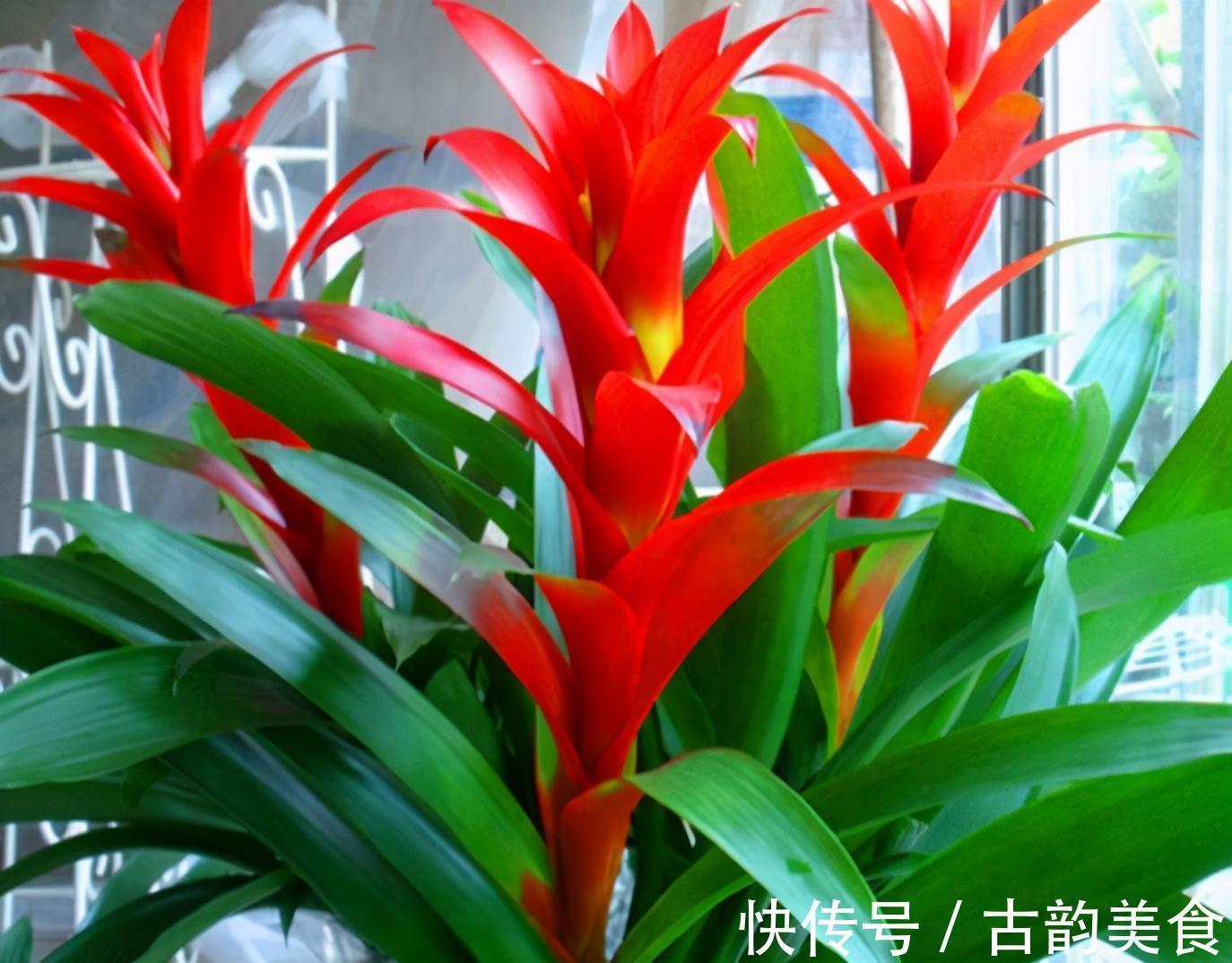 客厅养花,当选两种“旺运花”,寓意好不说,关键还好养