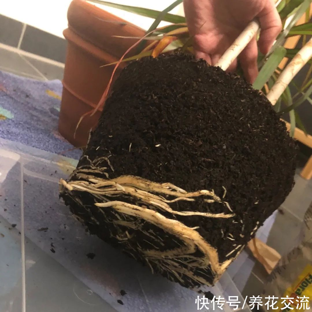 室内盆土结块怎么办？除了换土，还有这些办法可解决
