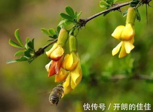 土壤|被当废柴的金雀花,埋在土里,开花如鸟雀