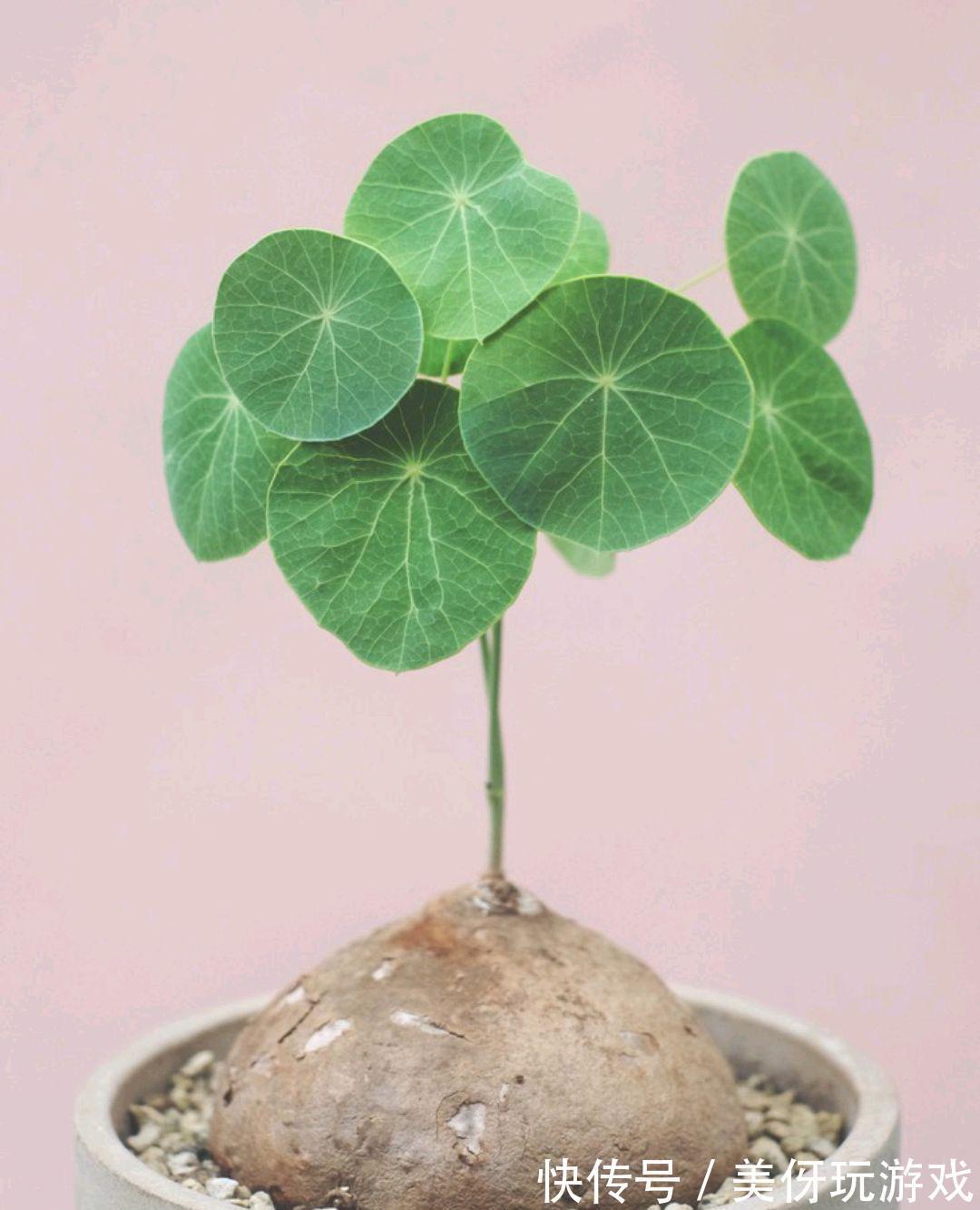 九死还魂草|9种养不死的花,绿萝只能排最后,再养不活就剁手吧