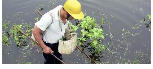 濒临灭绝|有3种鱼已经濒临灭绝，认识它们的人并不多，钓到一尾就赚了