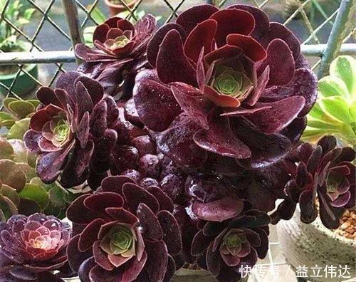 多肉|3种多肉别再室内养,养花大神都避开,你也别再当作宝!