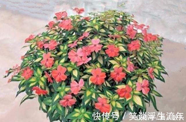 盆栽|比太阳花好看好养的盆栽，高温风雨都不怕，花开满枝，美若花仙！