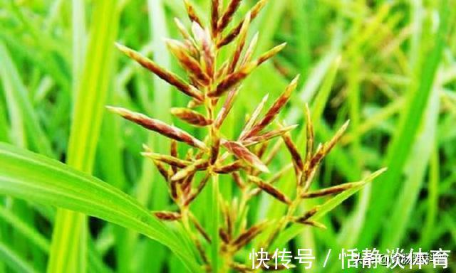 生气|调一切肝病,治一切气病——这味药是“妇科之仙药”