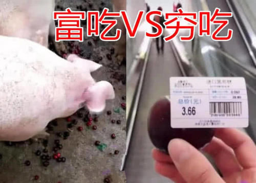 猪狗不如|富吃VS穷吃,忍了冰激凌,忍了泡面,看见车厘子猪狗不如
