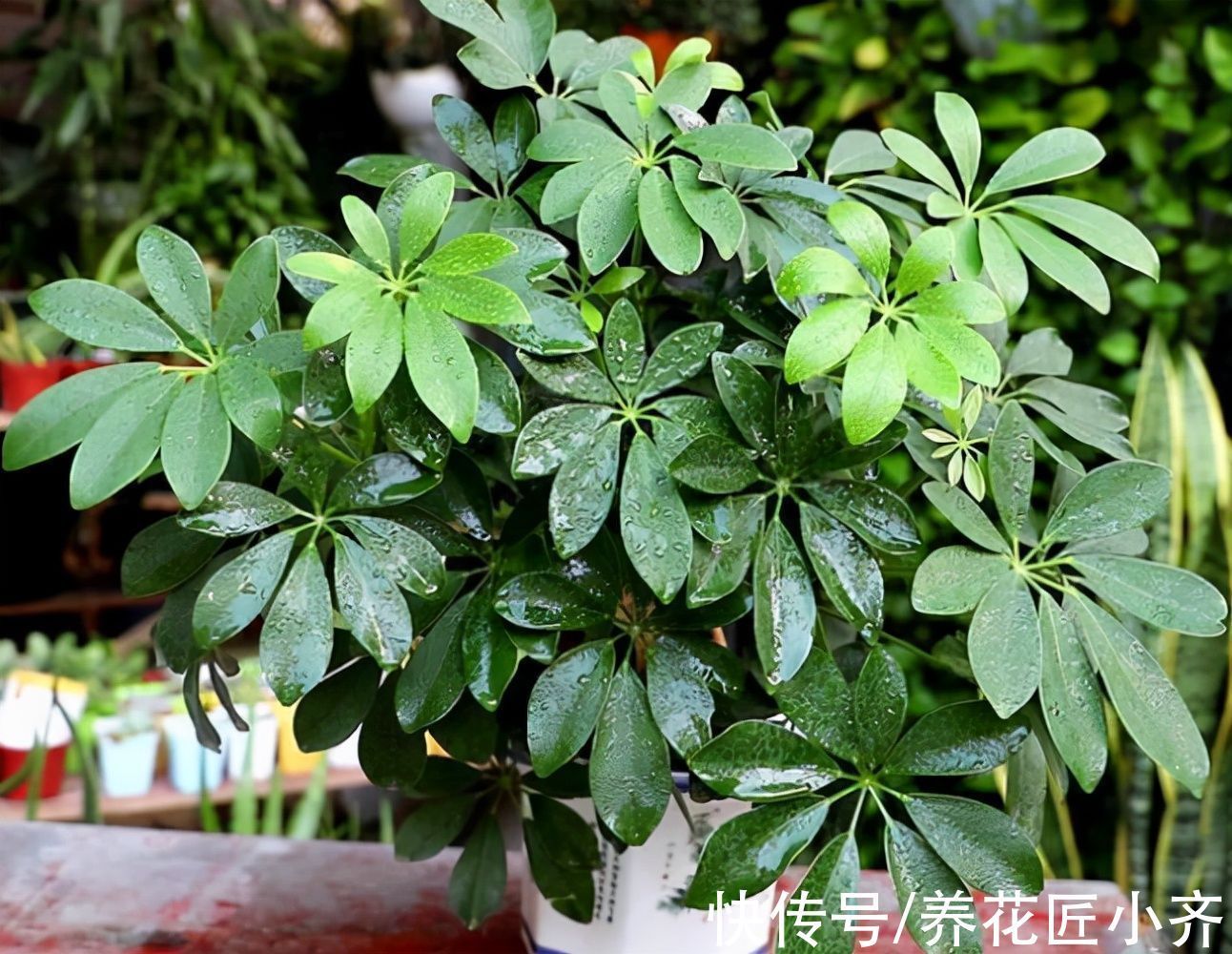 植物|网红植物“七叶莲”，别被名字骗了，市场上很多，价格很低廉