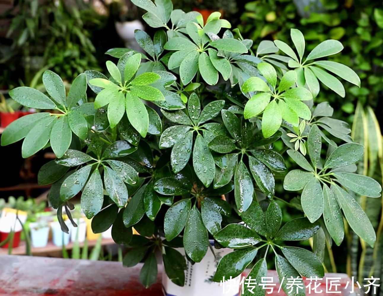 网红植物“七叶莲”,别被名字骗了,市场上很多,价格很低廉