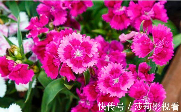 养花就养“4种花”,不怕热不怕冷,适合新手养,年年开花不断!