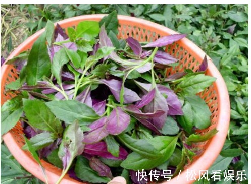 野菜|农村一种喂猪的野菜，能止血补血，清热解毒，抗病毒。
