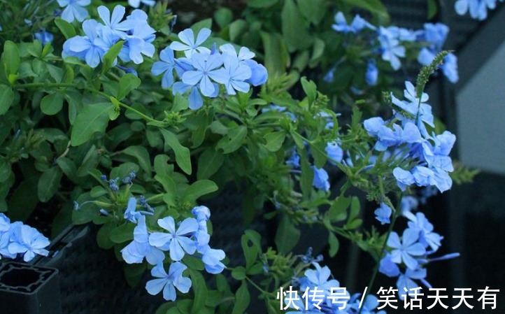 养花总是不开花，试试养这些小花，保你朵朵开花爆盆，懒人一样养