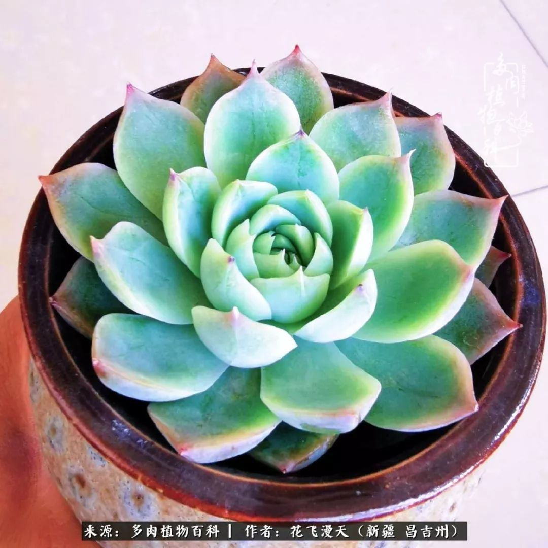 对多肉是发自内心的喜欢，心甘情愿被它们俘虏！