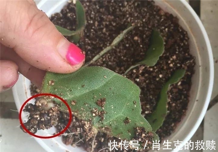 家里养盆“假牡丹”，切碎叶子也“生娃”，堪称阳台“富贵花”