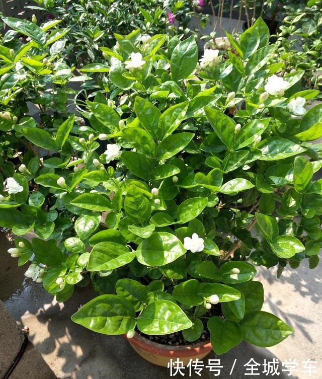 茉莉花有四个“喜好”，了解掌握，花开满枝香满园！