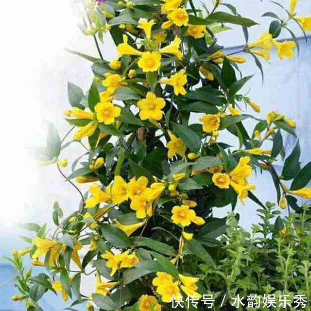 黄花茉莉|8种“小毒花”，叶子毒性大，家里若养着，光看别动它