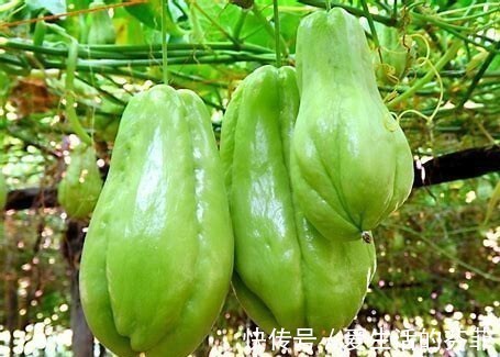 味精|女人高血压不要慌,常吃此瓜,止咳化痰,降血压,给血管清垃圾!