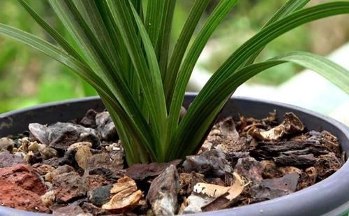  改良|正确使用柳树皮养花，可改良土壤，保植物不黄叶、不烂根！