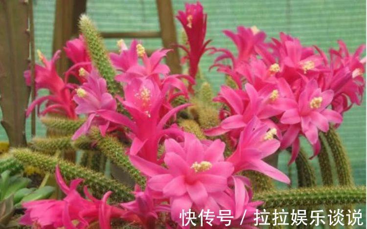 花期|5种花很耐养，开花漂亮花期长，沾土就能活，超美的