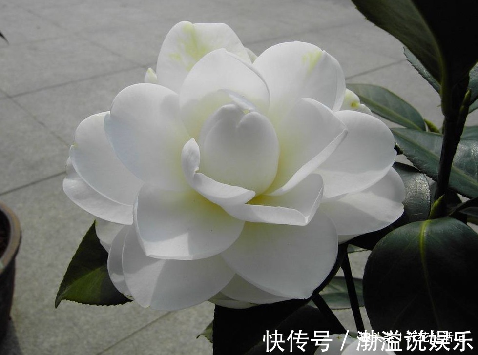 茶花|生长慢的茶花，剪剪后换换土，新芽萌发枝叶茂密，来年花量翻倍！