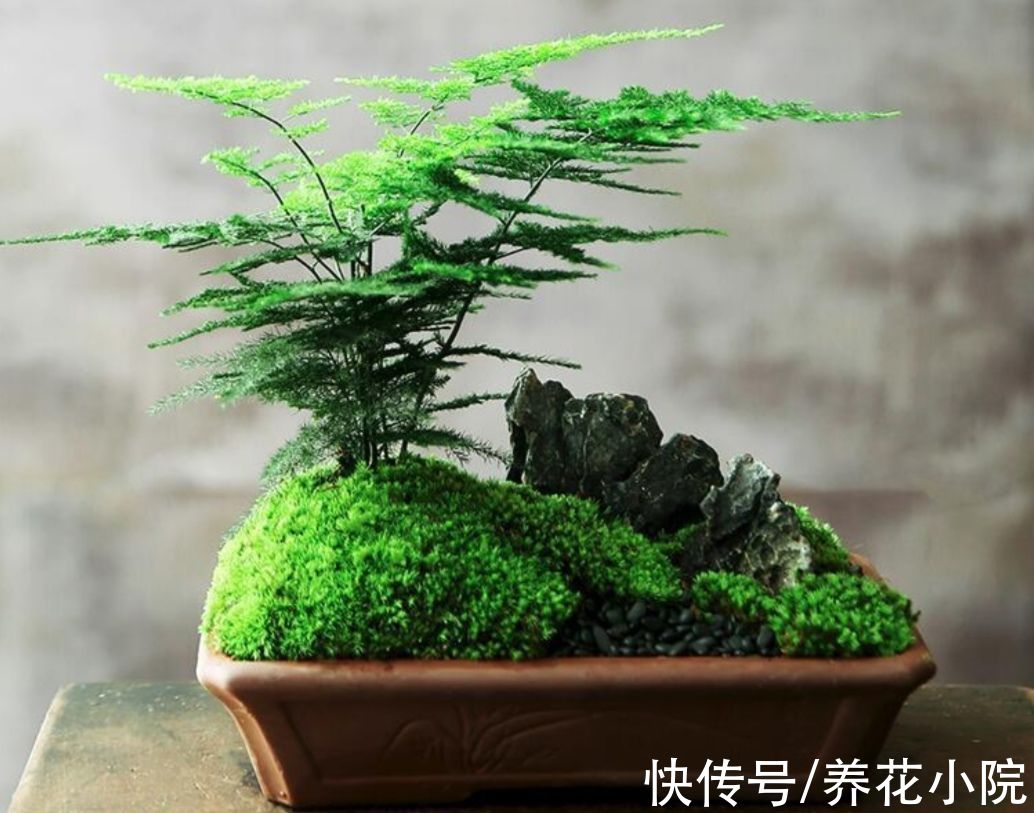 天冷了没花看,不如养6种漂亮“绿植”,美观大方还有益健康