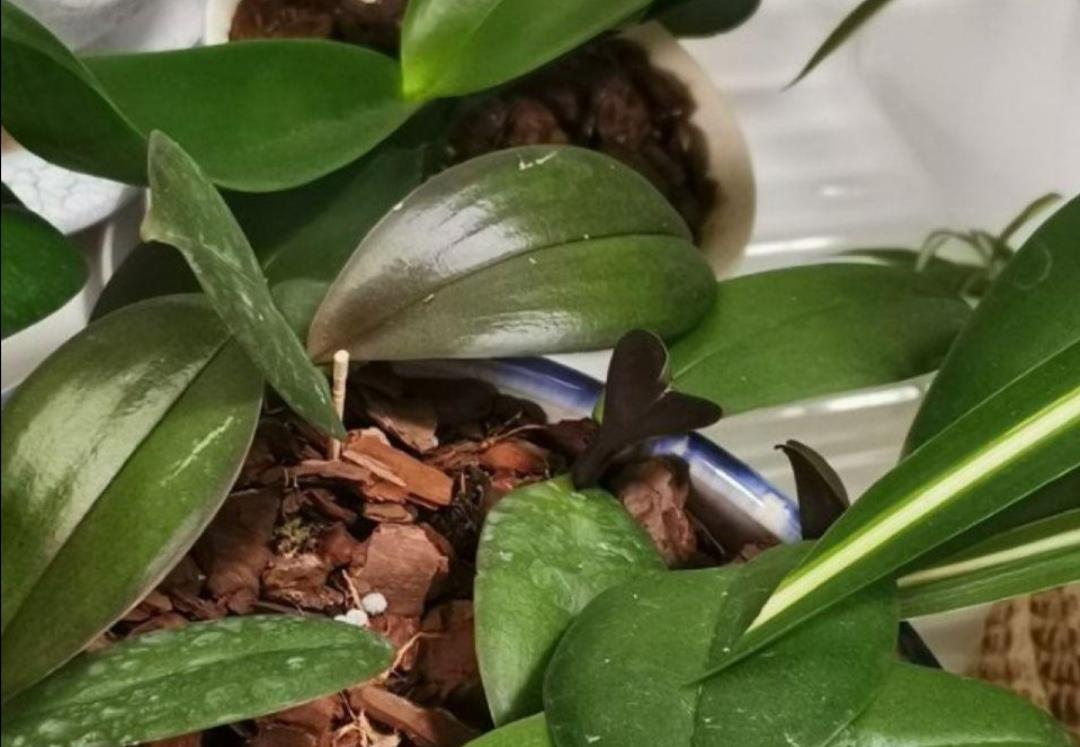 蝴蝶兰开完花别扔掉，简单处理做好养护，下年还能开花