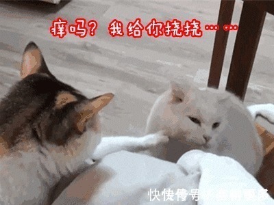 皮肤|大人或孩子皮肤过敏很痒,可以试试这个物理办法!