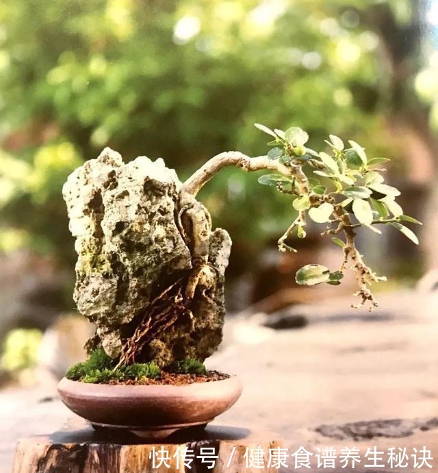 “岩石与树枝”一步步完美契合,叹服附石盆景的魅力无人能挡!