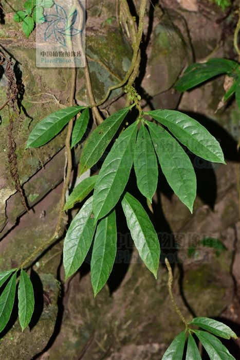 眼睛草，见过吗？治角膜云翳、风火赤眼、烧烫伤