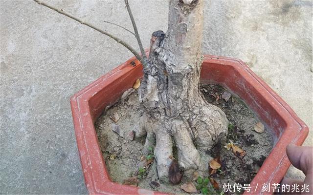 制作高价值的盆景，炼根是关键，看看怎么炼