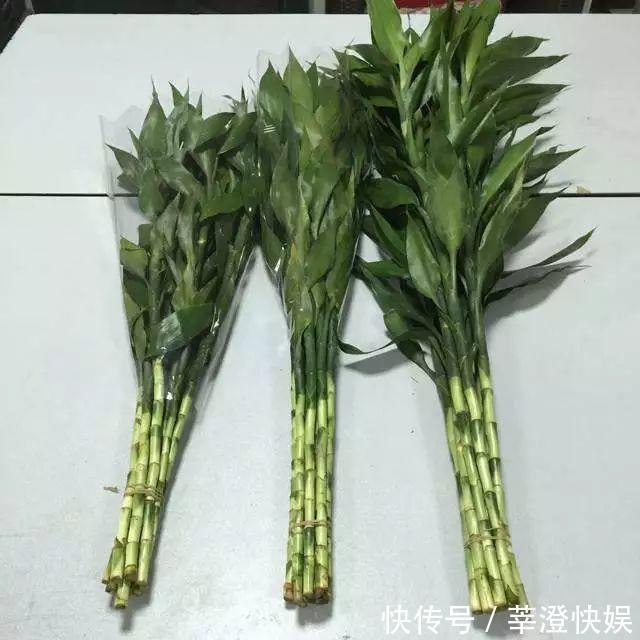 富贵竹咋养都黄叶浇水加点料，绿叶嗖嗖冒，养的节节高！
