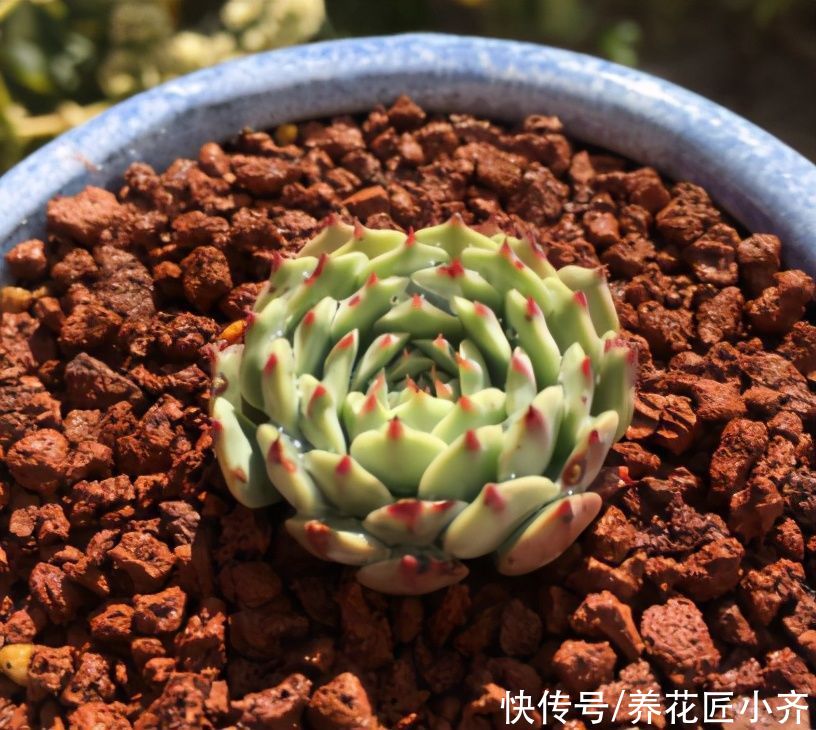 多肉铺面才漂亮,小齐很无奈,只顾漂亮,不顾多肉死活是不行的