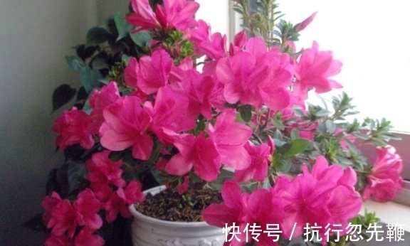 4个养花好介质,便宜又实用,盆栽什么植物都能用