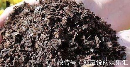 深秋时分,自制2种万能土,来年换盆用上它,肥效足开花旺