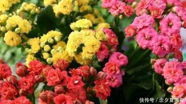 养花要“摘心”,摘完越养越好,来年长得“旺”,枝繁叶茂花期长