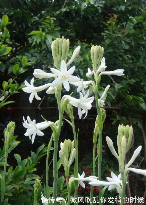 阳台养花“6大错”,错了一个就黄叶,都占了就是“养花杀手”