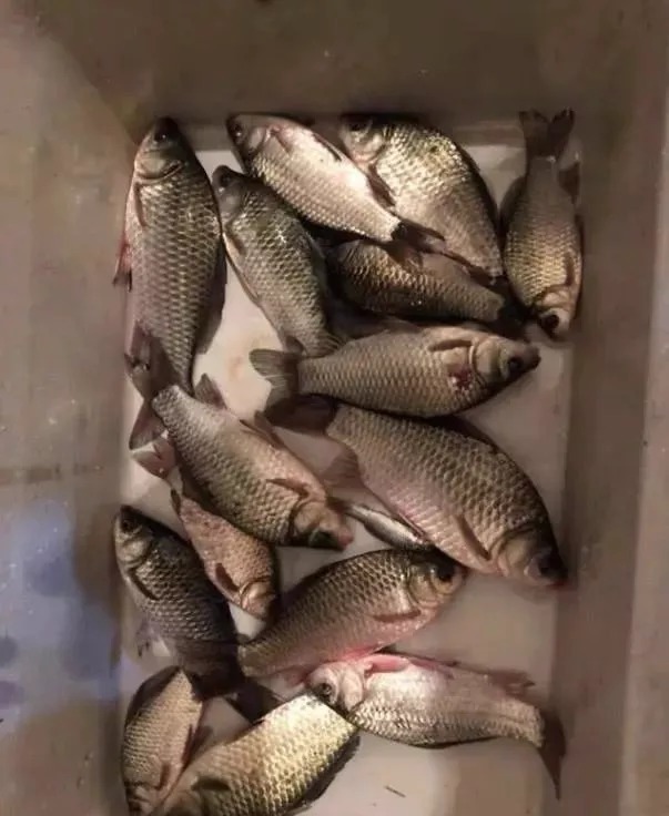 钓点|被钓“烂”的钓点该怎样钓?用这4招,钓友都羡慕的不行!