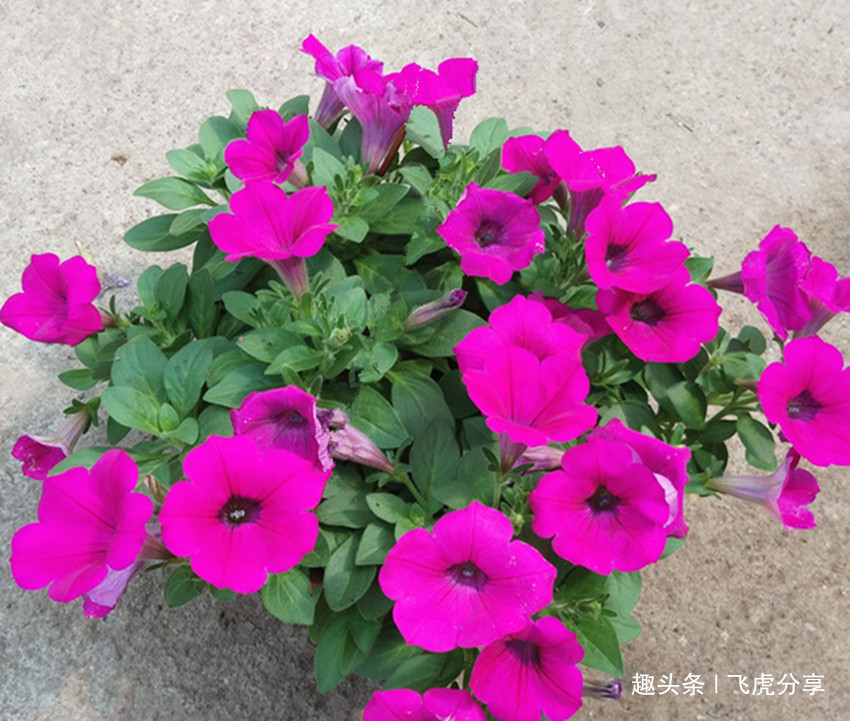 自制绿叶水，一月用一次，花卉叶片浓绿油亮，长势迅猛