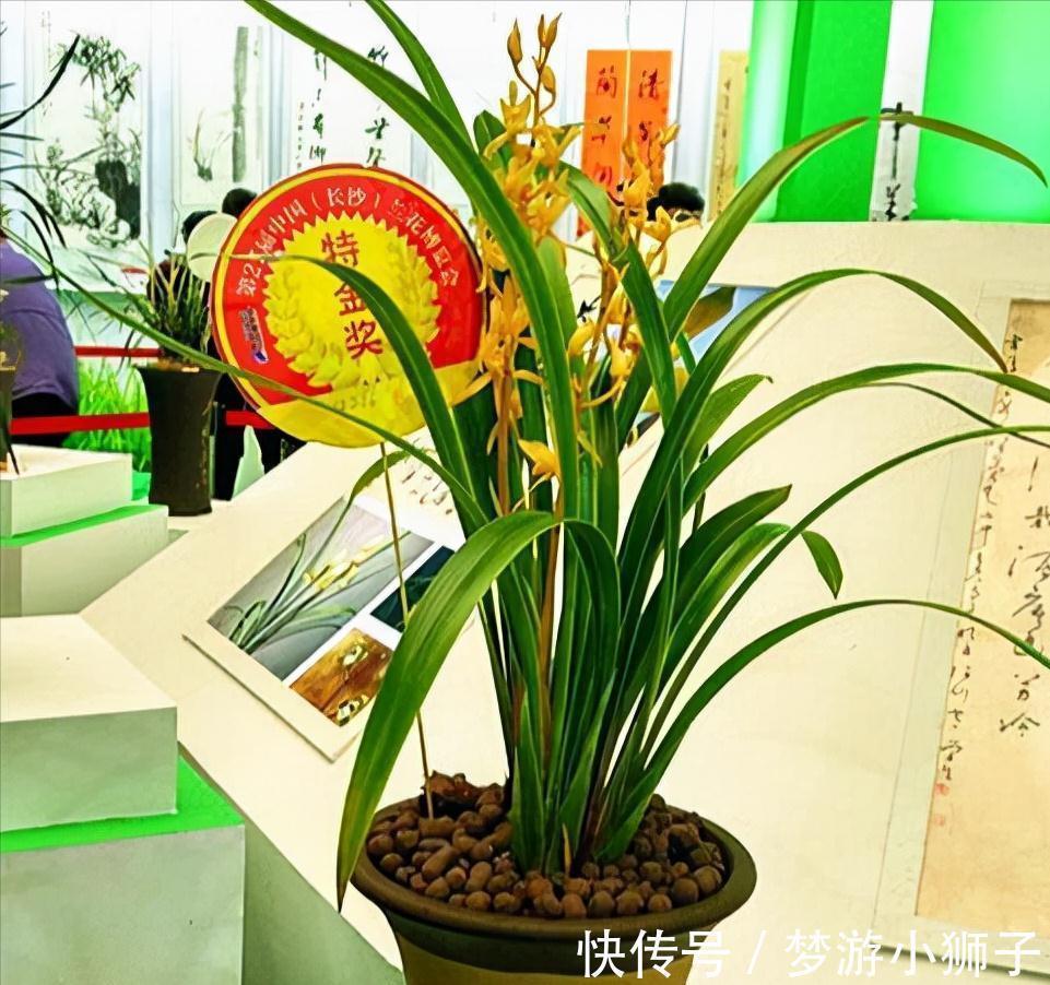 花瓣|此兰实属罕见,开品大气,花瓣通体金黄,兰香扑鼻,不养真亏