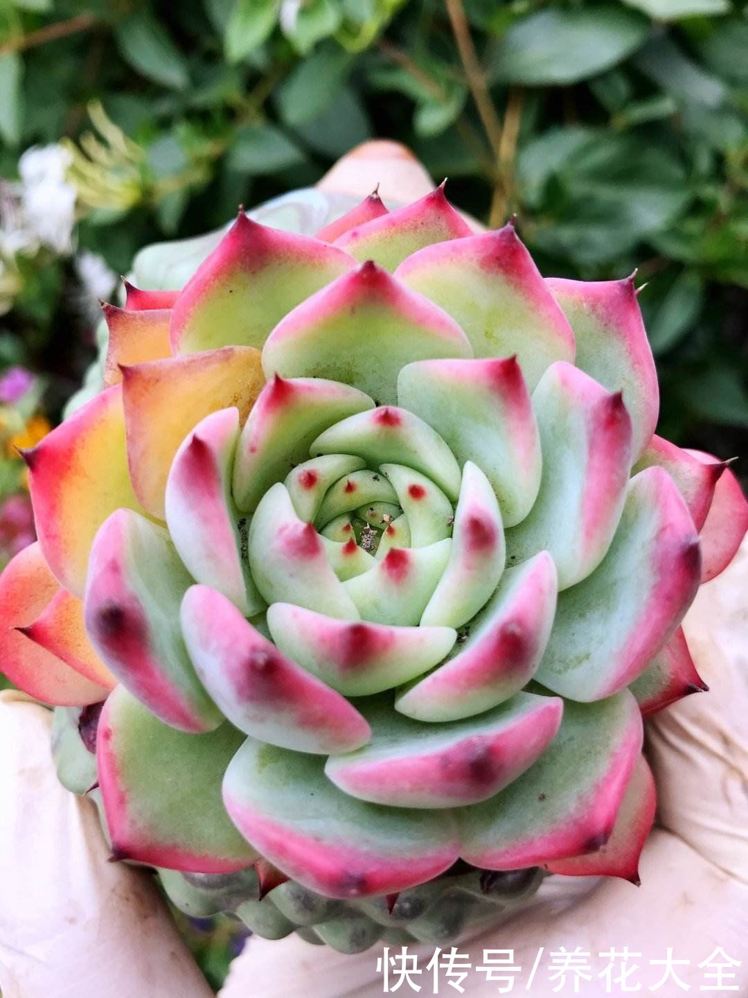 花友|夏天多肉超便宜，到底该不该大量购入？