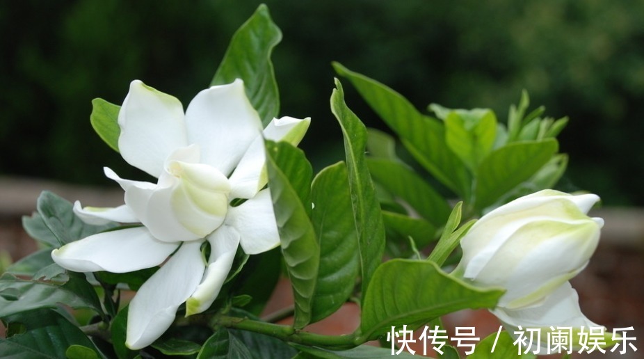 栀子花老爱长黄叶喷点“救命水”,叶子油绿窜花苞!