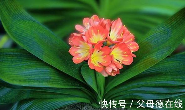 11月养君子兰,一种渣扔盆里,浇上1种水,叶绿花更艳