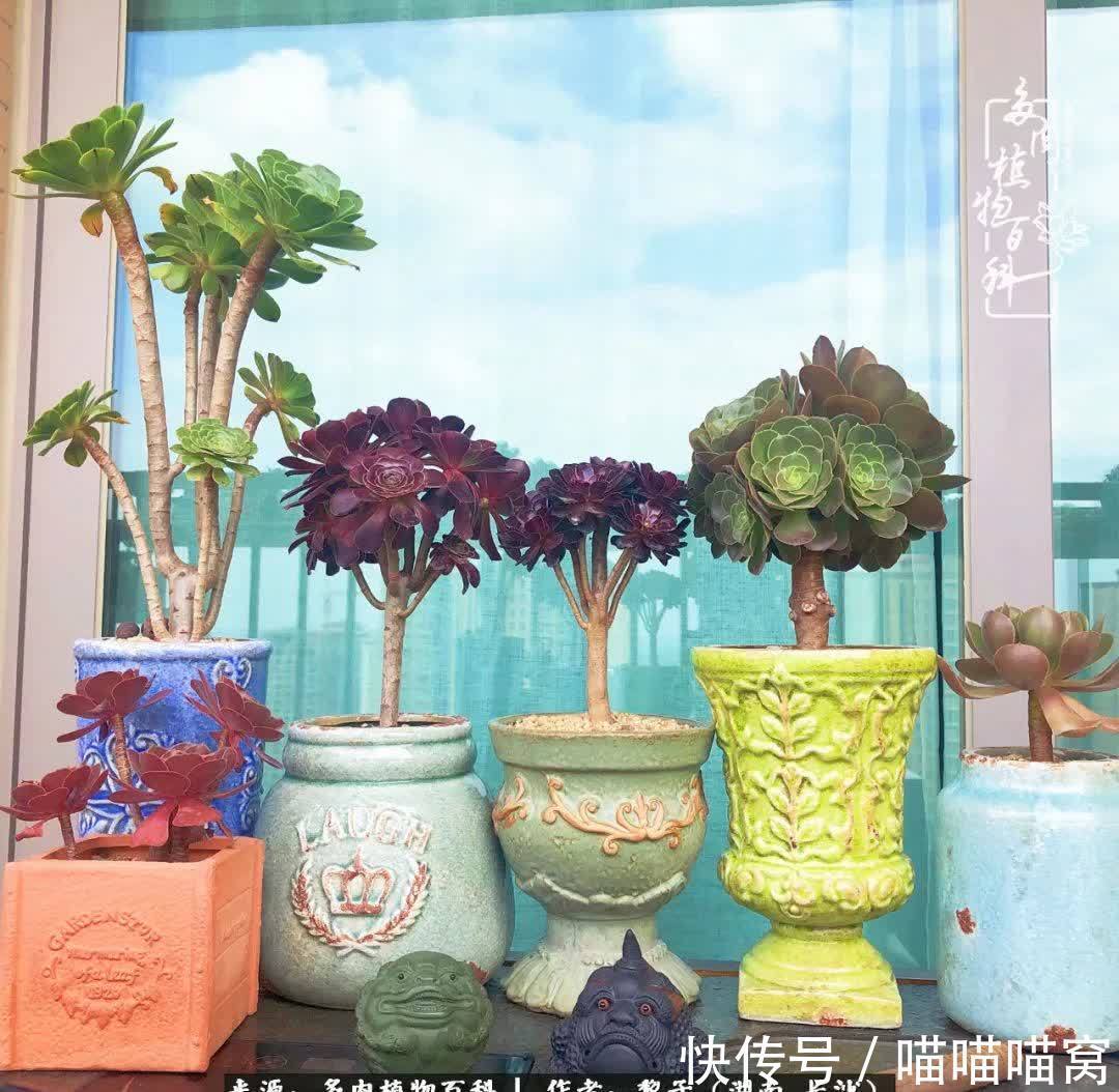 最温暖不过人间烟火,来自逆挂区的多肉!