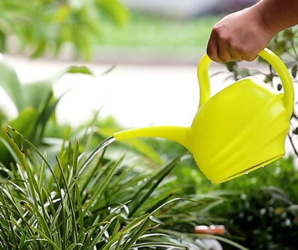 浇花看似简单,其实有很多讲究,学会4点后,植物再也不烂根了